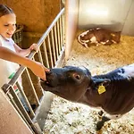 Schiefergut Family Resort Flachau Gospodarstwo agroturystyczne