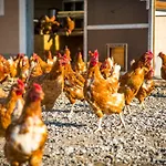 Gospodarstwo agroturystyczne Schiefergut Family Resort Flachau