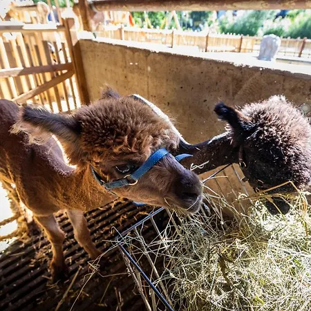 Agroturismo Bauernhof Vorderklinglhub Flachau