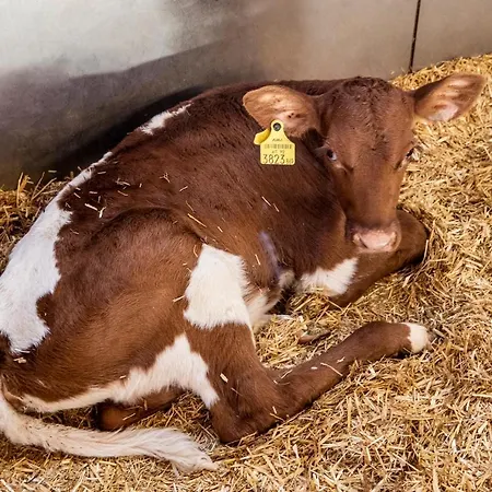 Bauernhof Vorderklinglhub Agroturismo