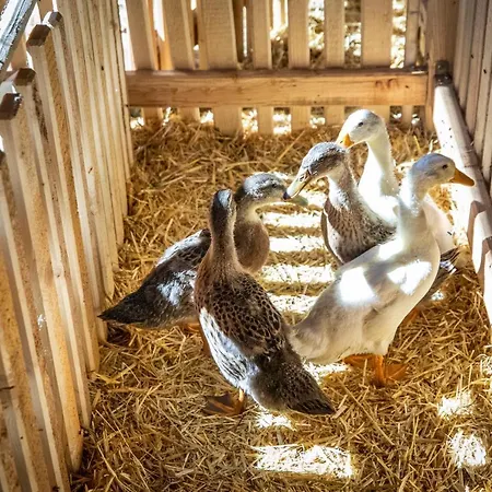 Bauernhof Vorderklinglhub Alloggio per agriturismo Flachau