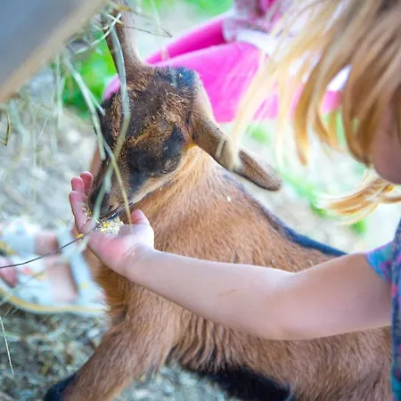 Gospodarstwo agroturystyczne Bauernhof Vorderklinglhub Flachau