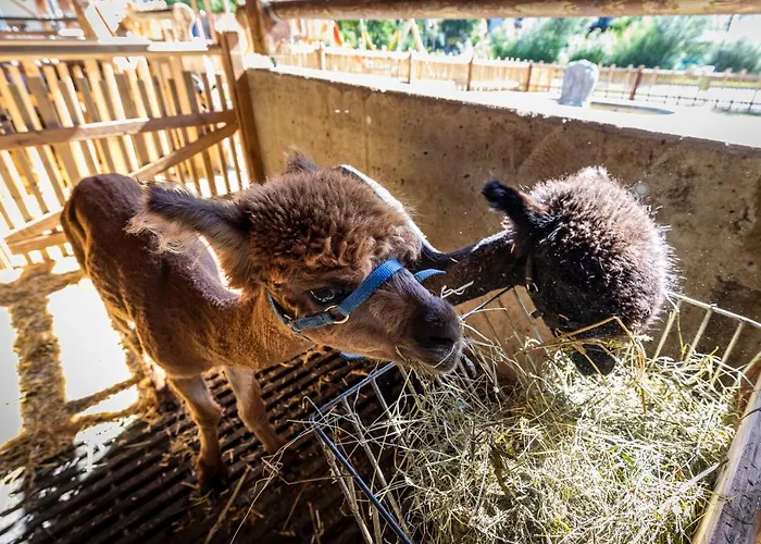 Çiftlik konaklama Bauernhof Vorderklinglhub Flachau